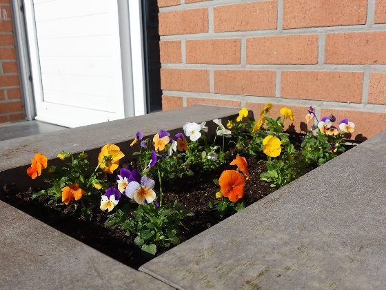 Gepflegtes Blumenbeet vor einer Immobilie in Aachen